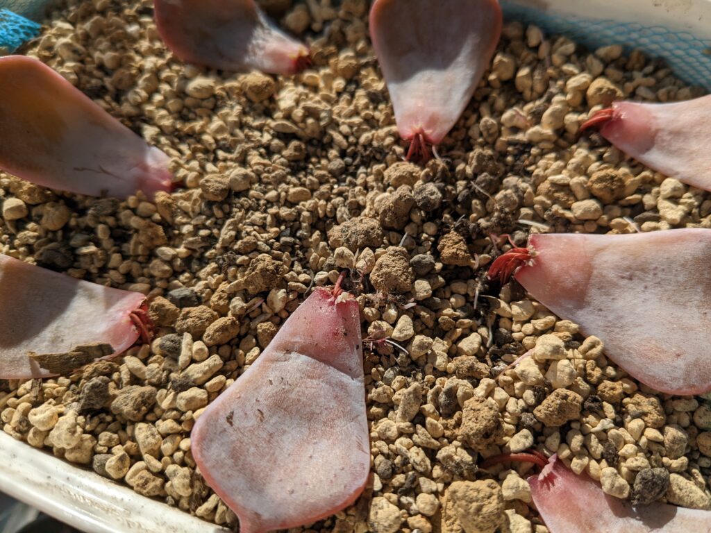 多肉植物の葉挿しの置き場所について詳しくご紹介！！ | しぃブログ