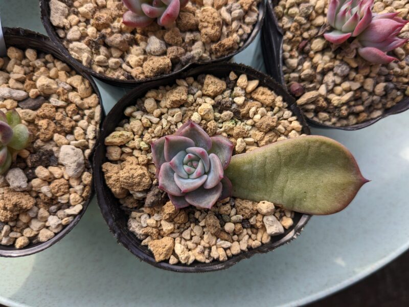 多肉植物の葉挿しの水やりはいつから？タイミングや頻度を徹底解説