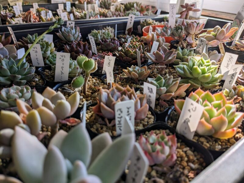 室内で管理している多肉植物達