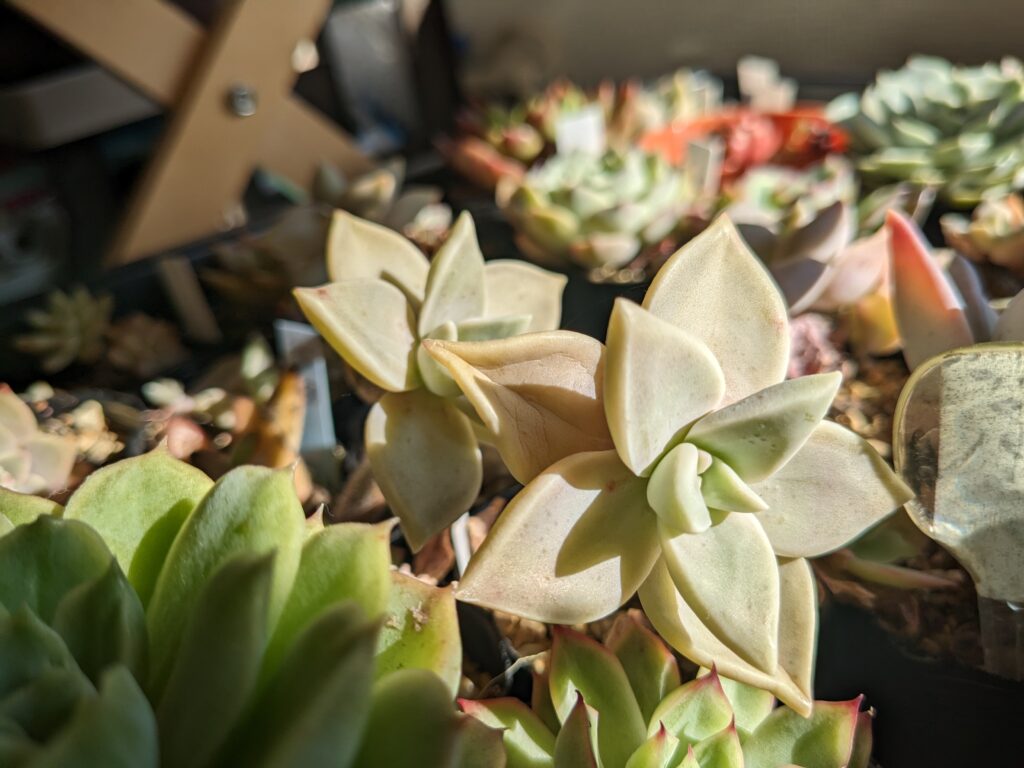 下葉がしわしわの多肉植物