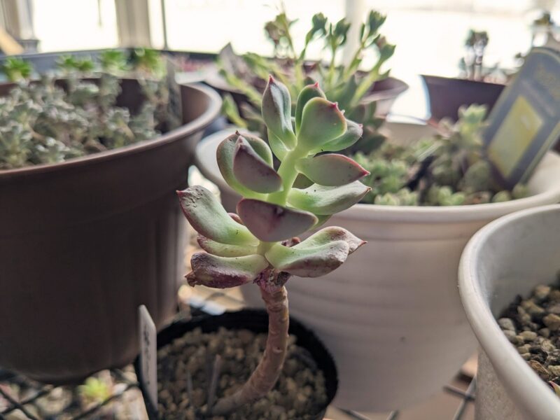 ヒョロヒョロに徒長した多肉植物