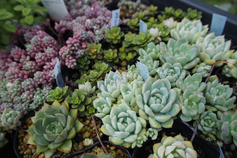 モリモリと群生した多肉植物